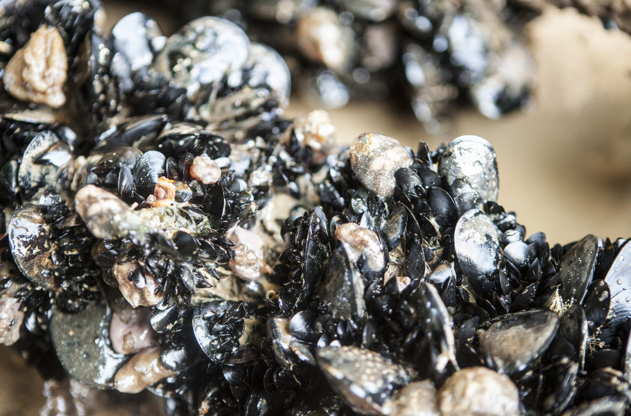 mejillon-de-roca-4